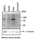 Phospho-GYS1 (Ser641, Ser645) Antibody in Western Blot (WB)