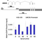 Phospho-JNK1/JNK2 (Thr183, Tyr185) Antibody in ChIP Assay (ChIP)