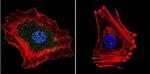 Phospho-Progesterone Receptor (Ser294) Antibody in Immunocytochemistry (ICC/IF)