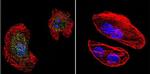 Phospho-Progesterone Receptor (Ser294) Antibody in Immunocytochemistry (ICC/IF)