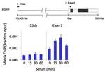 Phospho-JNK1/JNK2 (Thr183, Tyr185) Antibody in ChIP Assay (ChIP)