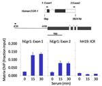 Phospho-SMAD2 (Thr8) Antibody in ChIP Assay (ChIP)