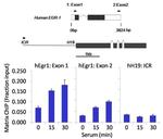 Phospho-STAT5 alpha (Tyr694) Antibody in ChIP Assay (ChIP)