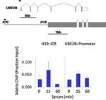 Phospho-STAT6 (Tyr641) Antibody in ChIP Assay (ChIP)