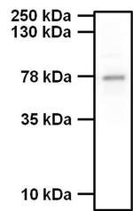 Phospho-Synapsin 1 (Ser62, Ser67) Antibody in Western Blot (WB)