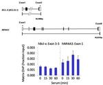 Phospho-c-Abl (Tyr89) Antibody in ChIP Assay (ChIP)