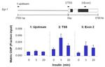 Phospho-ERK1/ERK2 (Thr202, Tyr204) Antibody in ChIP Assay (ChIP)