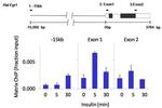 Phospho-p70 S6 Kinase (Thr389) Antibody in ChIP Assay (ChIP)