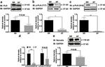 Phospholamban Antibody in Western Blot (WB)