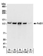 PolD1 Antibody in Western Blot (WB)