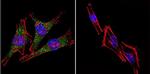 PSEN2 Antibody in Immunocytochemistry (ICC/IF)