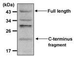 Presenilin 1 Antibody in Western Blot (WB)