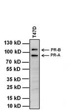 Progesterone Receptor Antibody in Western Blot (WB)