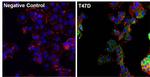 Progesterone Receptor Antibody in Immunocytochemistry (ICC/IF)