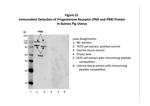 Progesterone Receptor Antibody in Western Blot (WB)