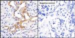 Progranulin Antibody in Immunohistochemistry (IHC)