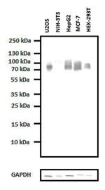 Progranulin Antibody