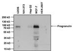 Progranulin Antibody in Western Blot (WB)