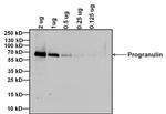 Progranulin Antibody in Western Blot (WB)