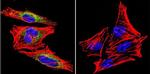 Prolactin Receptor Antibody in Immunocytochemistry (ICC/IF)