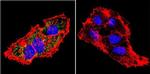 Prolactin Receptor Antibody in Immunocytochemistry (ICC/IF)