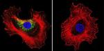 Prolactin Receptor Antibody in Immunocytochemistry (ICC/IF)