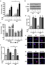 Prolactin Receptor Antibody in Western Blot (WB)