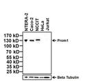 Prom1 Antibody in Western Blot (WB)