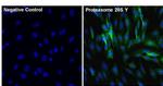 PSMB6 Antibody in Immunocytochemistry (ICC/IF)