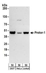 Protor-1 Antibody in Western Blot (WB)