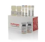 Human Tau pT181 ProQuantum Immunoassay Kit (A467395)