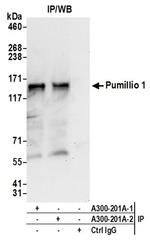 Pumilio 1 Antibody in Western Blot (WB)