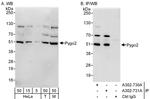 Pygo2 Antibody in Western Blot (WB)