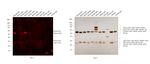 Mouse IgG (H+L) Secondary Antibody