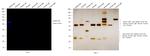 Rabbit IgG (H+L) Secondary Antibody