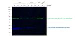 Rabbit IgG (H+L) Secondary Antibody in Western Blot (WB)