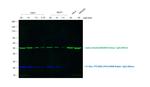 Rabbit IgG (H+L) Secondary Antibody in Western Blot (WB)