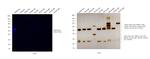 Rabbit IgG (H+L) Secondary Antibody in Western Blot (WB)