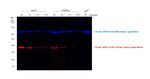 Rat IgG (H+L) Secondary Antibody in Western Blot (WB)