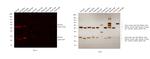 Rat IgG (H+L) Secondary Antibody in Western Blot (WB)