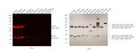 Rat IgG (H+L) Secondary Antibody in Western Blot (WB)