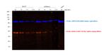 Rat IgG (H+L) Secondary Antibody in Western Blot (WB)