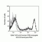 CD8 Antibody in Flow Cytometry (Flow)