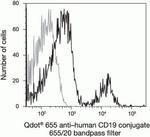 CD19 Antibody in Flow Cytometry (Flow)