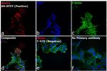 Mouse IgG (H+L) Secondary Antibody in Immunocytochemistry (ICC/IF)