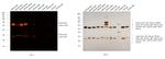 Mouse IgG (H+L) Secondary Antibody in Western Blot (WB)