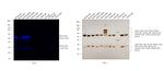 Mouse IgG (H+L) Secondary Antibody in Western Blot (WB)