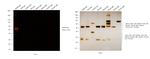 Rabbit IgG (H+L) Secondary Antibody in Western Blot (WB)