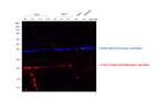 Rabbit IgG (H+L) Secondary Antibody in Western Blot (WB)