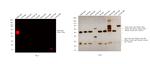 Rabbit IgG (H+L) Secondary Antibody in Western Blot (WB)